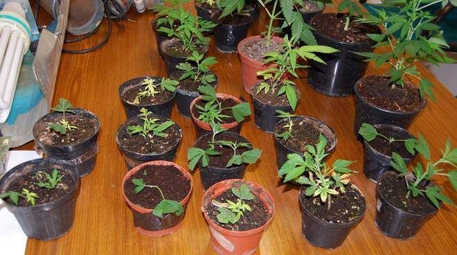 Coltivava marijuana in casa, arrestato