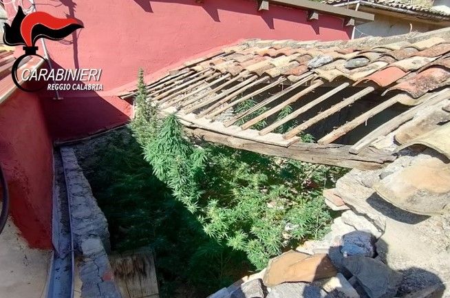In casa con una piantagione di canapa indiana, arrestato 56enne nel Reggino