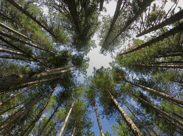 «La Calabria ricordi quanto vale il suo ambiente»