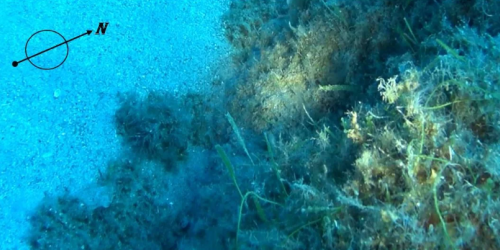 microalga tossica melissa