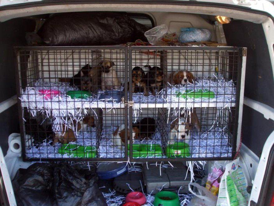 Sequestrati 34 cuccioli provenienti dalla Calabria