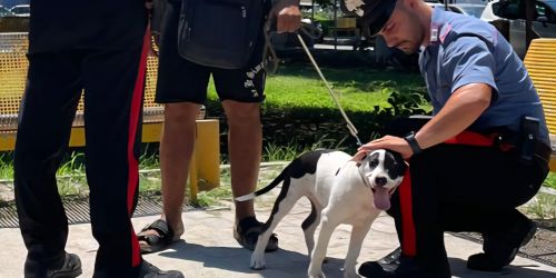 Rapisce un cane e chiede 500 euro di riscatto: fermato 35enne a Soverato
