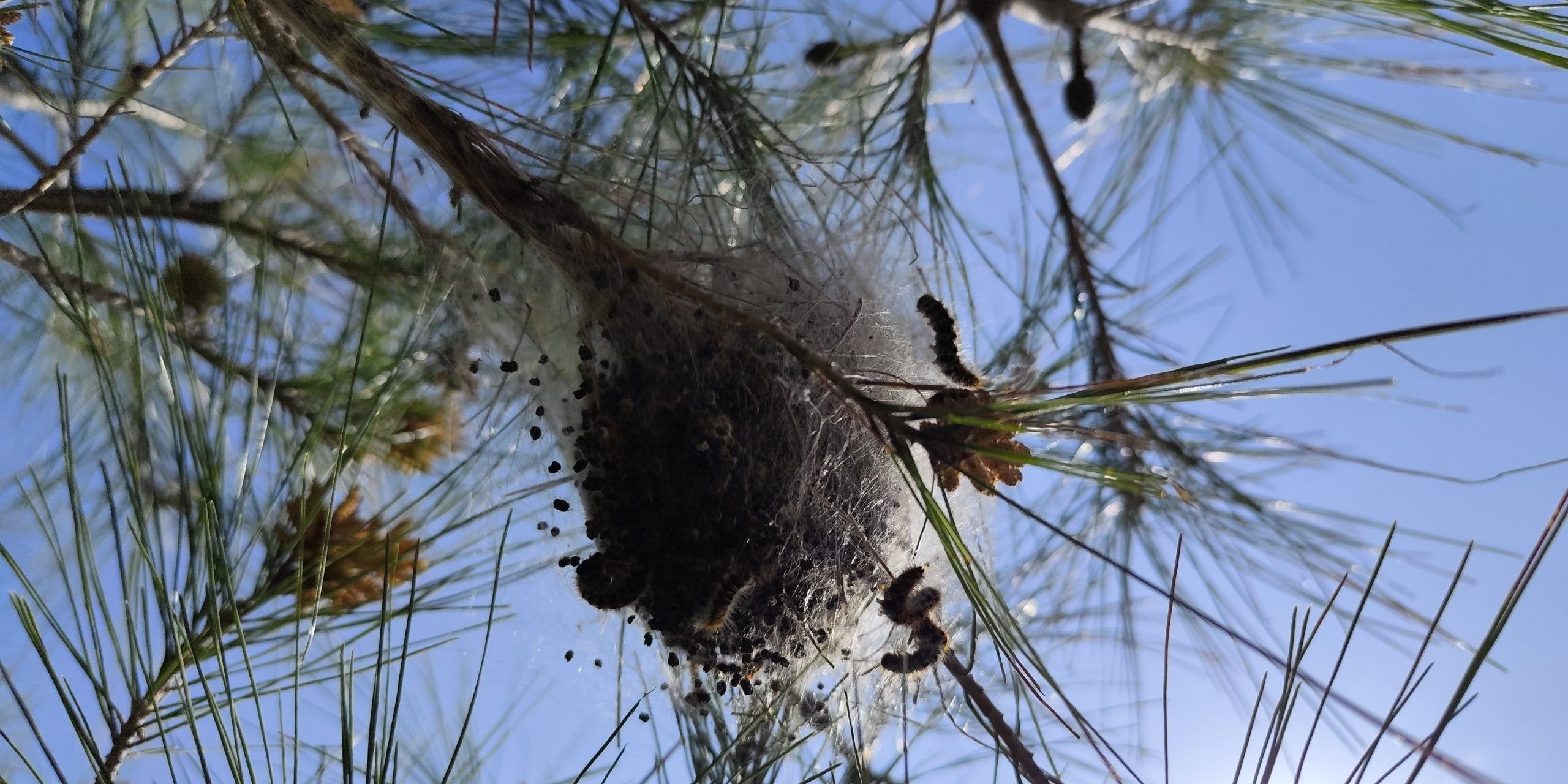 La processionaria “invade” il lungomare di Crotone: i cittadini chiedono interventi urgenti