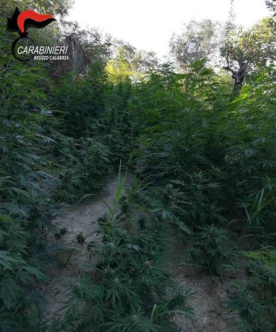 I carabinieri trovano la prima piantagione dell'anno nella Locride