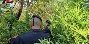 Rosarno, scoperta piantagione di marijuana: tre arresti