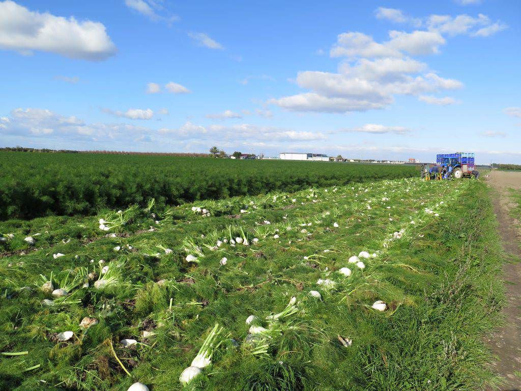 Coltura del finocchio, Confagricoltura allo "Ionio Crotonese": «Urgente incrementare i volumi idrici aggiuntivi»