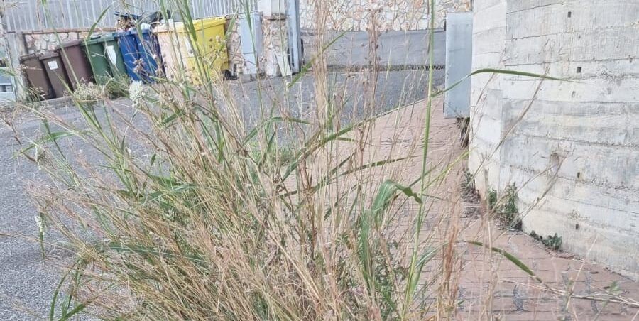 Degrado a Catanzaro, a via Manganelli il verde è solo un ricordo ingiallito – FOTO