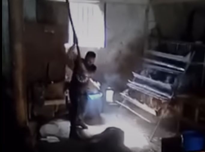 Uccide un maiale a bastonate e posta il video sui social. La denuncia: «Scena vomitevole»