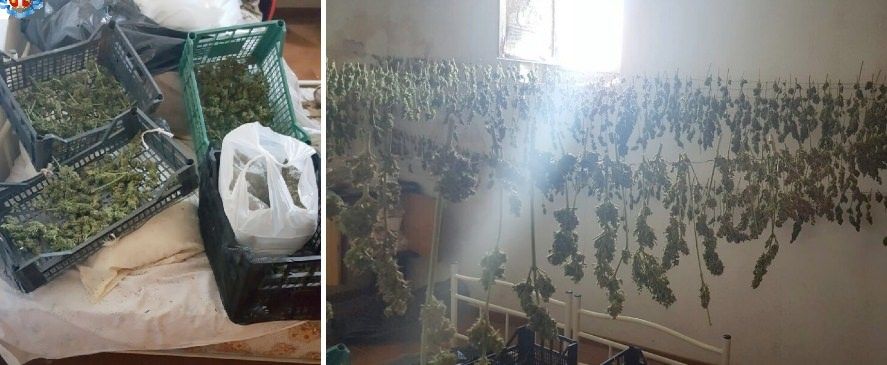 Un deposito di marijuana scoperto nel Vibonese
