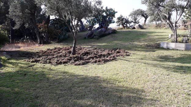 Stalettì, cinghiali invadono la casa spitiruale di Nazareth
