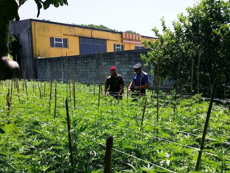 Cinquemila piante di marijuana in un podere, in manette 56enne