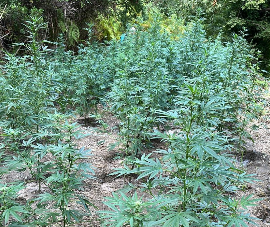 Scoperte 500 piante di canapa indiana nella Riserva naturale del fiume Lao: valevano un milione di euro