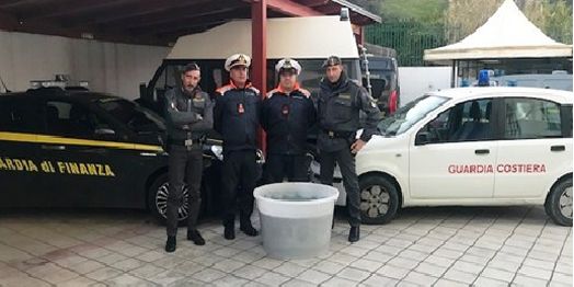 Sequestrati nel Cosentino 750 kg di “bianchetto”