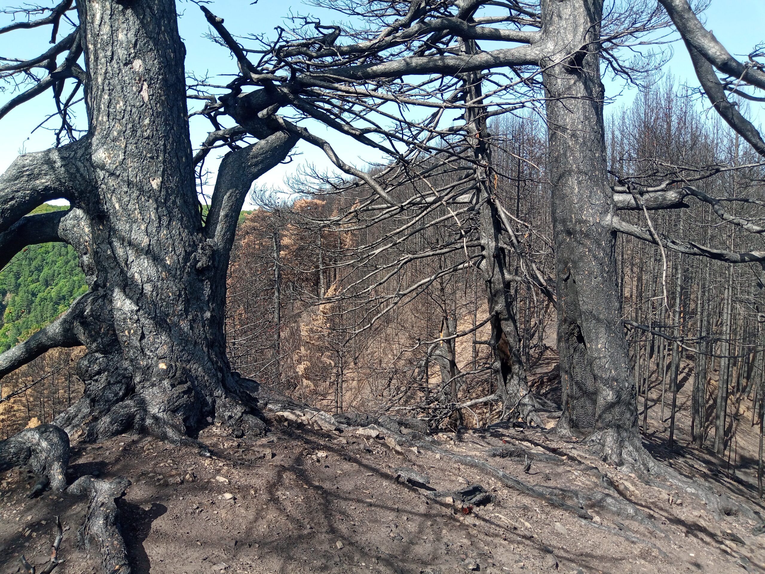 Roghi in Aspromonte: le guide del parco, per non dimenticare