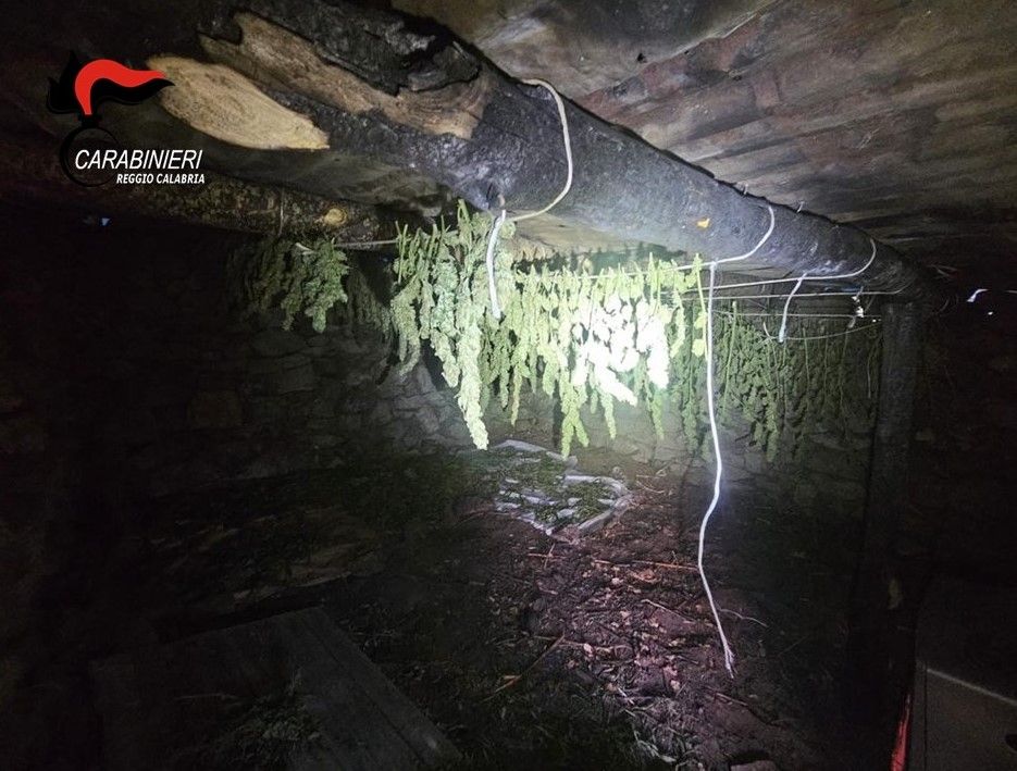 Scoperto un essiccatoio e 15 kg di marijuana: un arresto nel Reggino