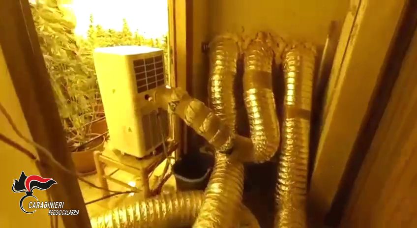 Coltivava marijuana in una serra a Platì, arrestato 25enne