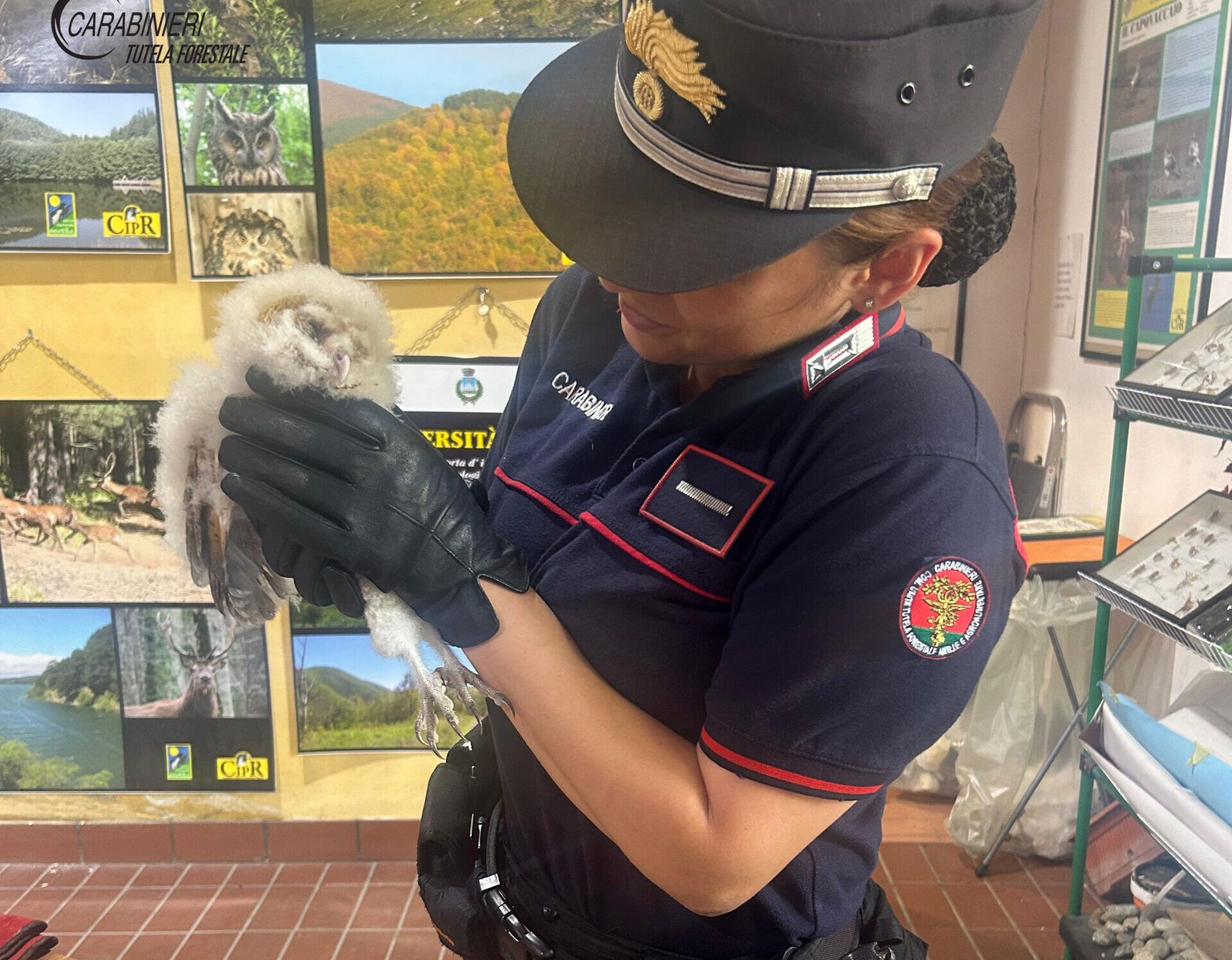 Pullo di barbagianni ferito salvato dai carabinieri forestali a Tortora Marina