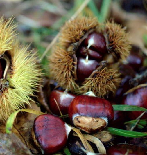 Castanicoltura, nuove possibilità di investimento