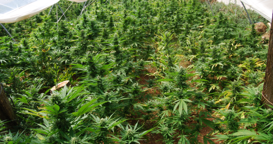 Scoperta una piantagione di cannabis tra i boschi di Cetraro: sequestrate piante per 300 mila euro