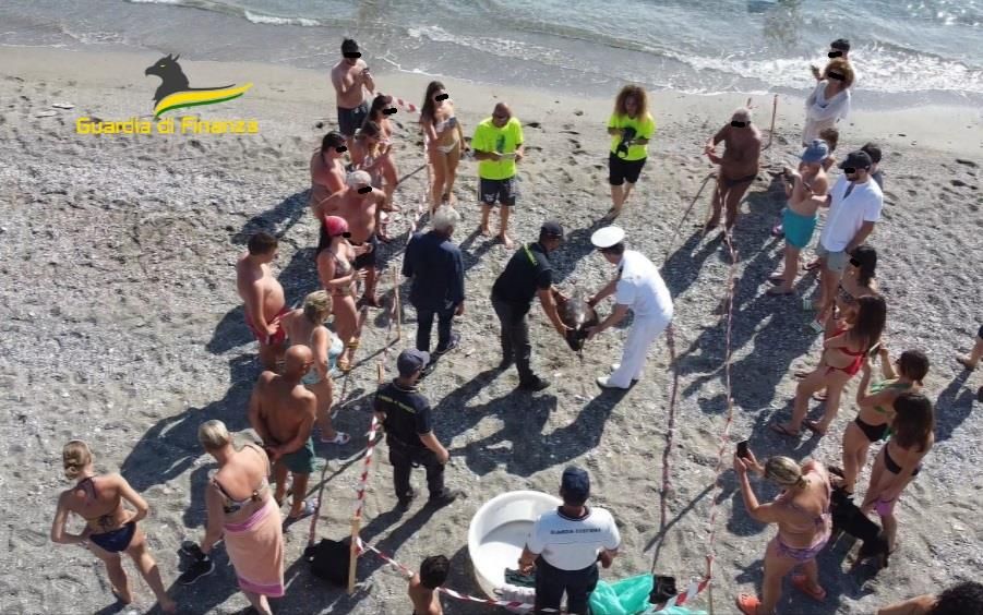 Salvata e curata dopo la cattura illegale, la tartaruga “Venus” torna a casa