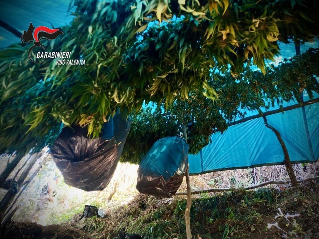 Fabrizia, scoperto un essiccatoio di canapa indiana nella zona boschiva