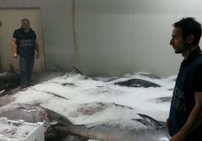 Sequestrate 6 tonnellate di tonno rosso