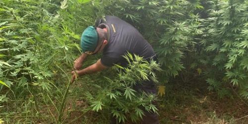 marijuana-finanziari.tiriolo