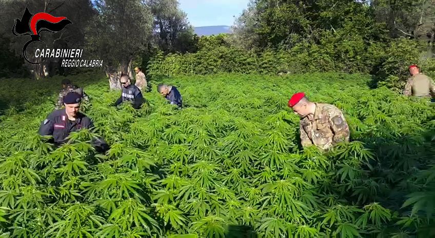 Roccella Jonica, rinvenute due piantagioni di cannabis
