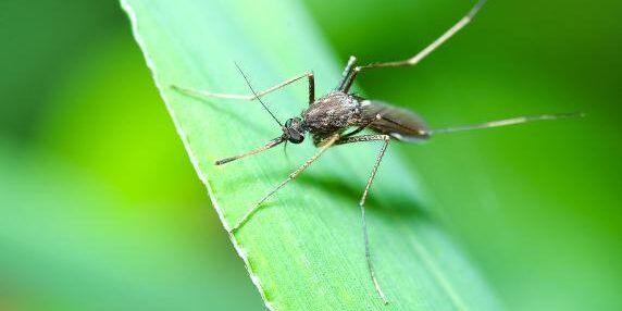 Febbre del Nilo, un caso a Dipignano: il sindaco dispone una disinfestazione straordinaria