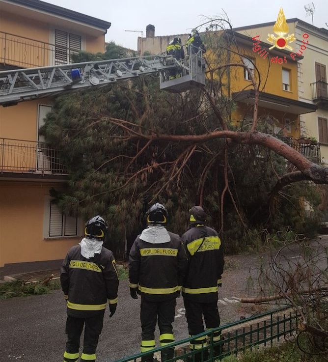 Lamezia, albero crolla sulla facciata di un palazzo
