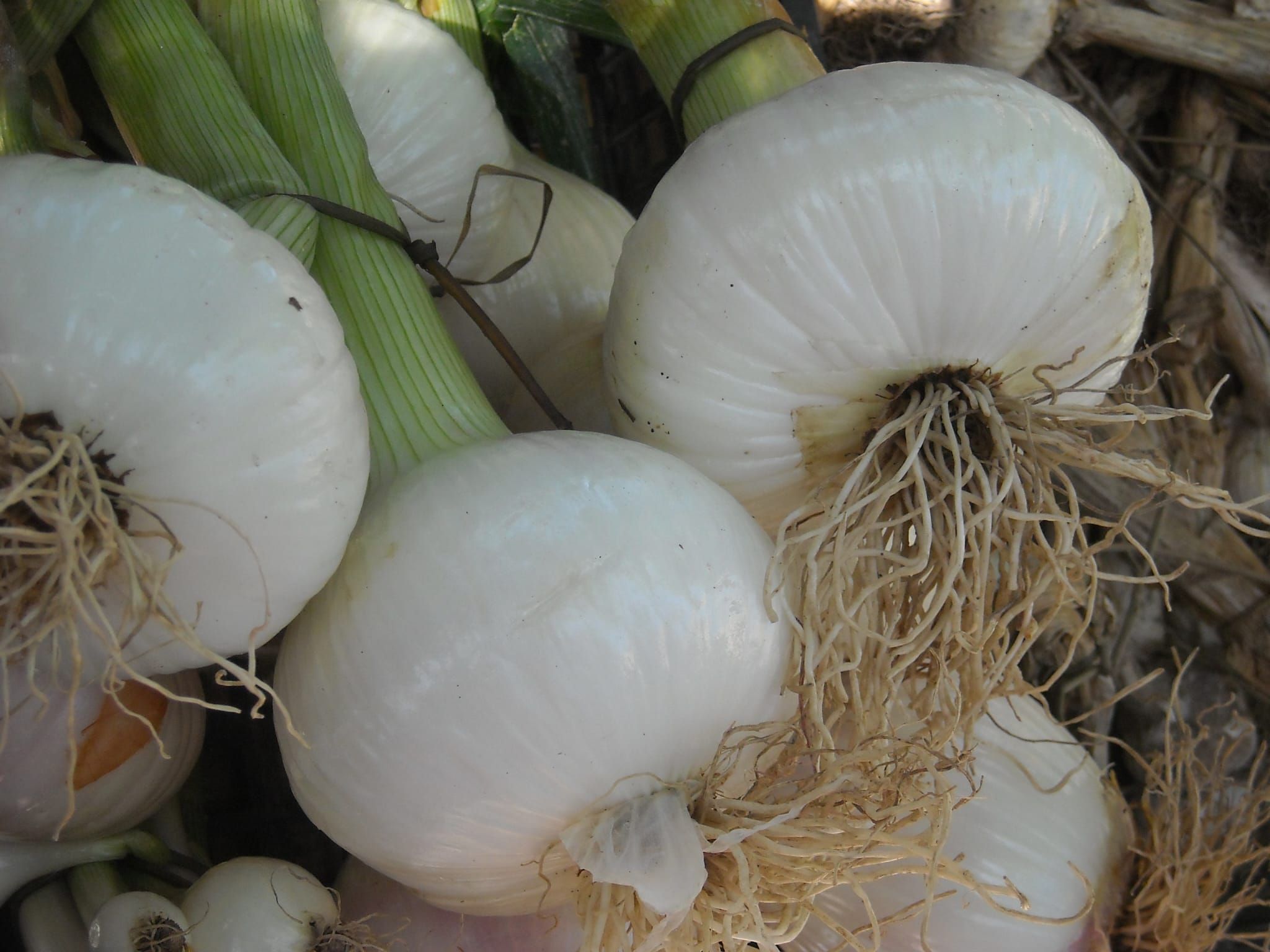 «Denominazione comunale per la cipolla bianca di Castrovillari»