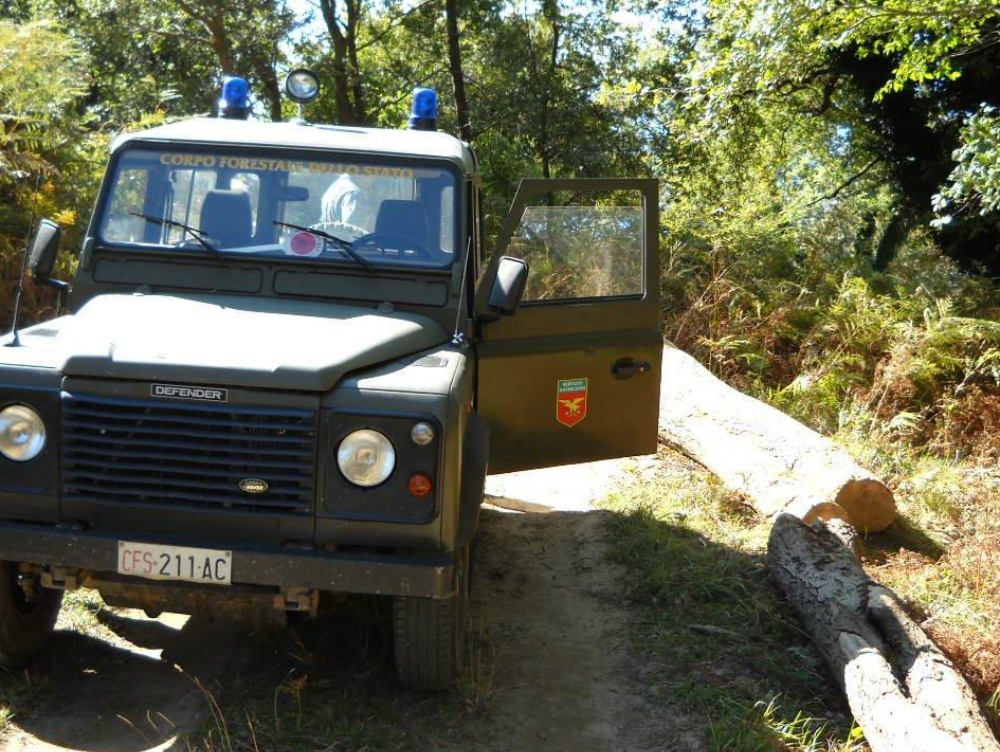 Taglia alberi su terreno comunale e finisce ai domiciliari