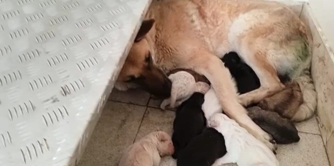 «Per risolvere il problema randagismo basterebbe rispettare le leggi esistenti»