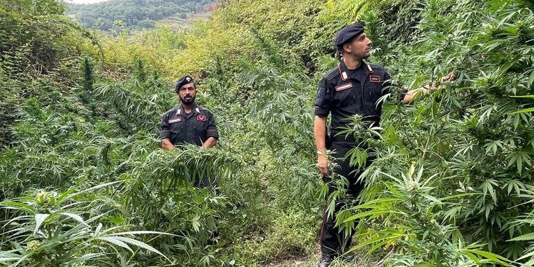 Cetraro, distrutta una piantagione di marijuana