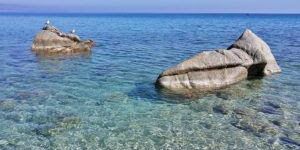 Focus dell’Arpacal sulle microalghe potenzialmente tossiche