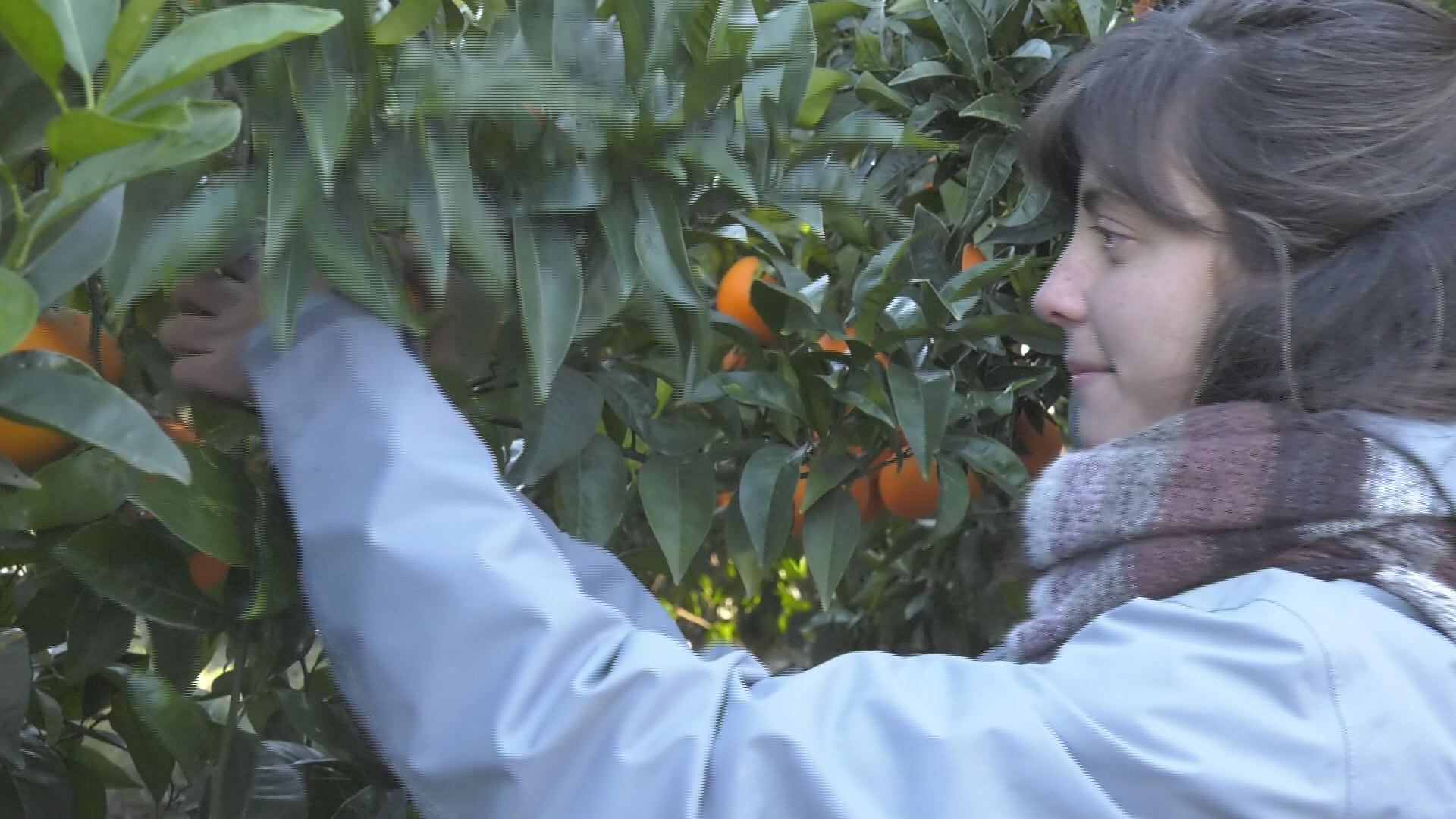 Lamezia, “arance solidali” contro l'indifferenza – VIDEO