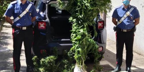 cannabis-ortaggi-albi