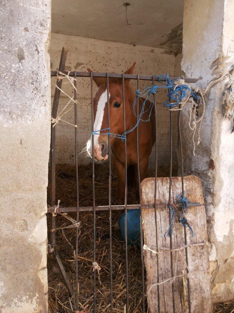 Trebisacce, sequestrati sei cavalli