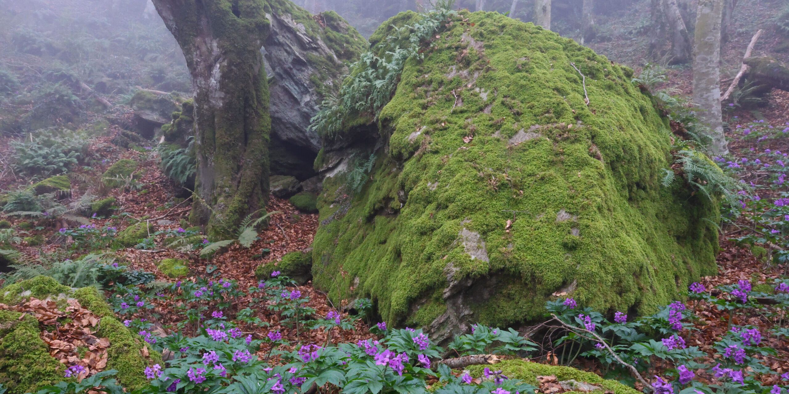 Monte Mancuso: l’anello di nebbie lucenti
