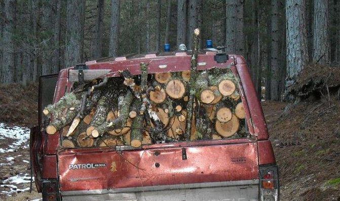 Tagliano querce nel Parco della Sila, arrestati