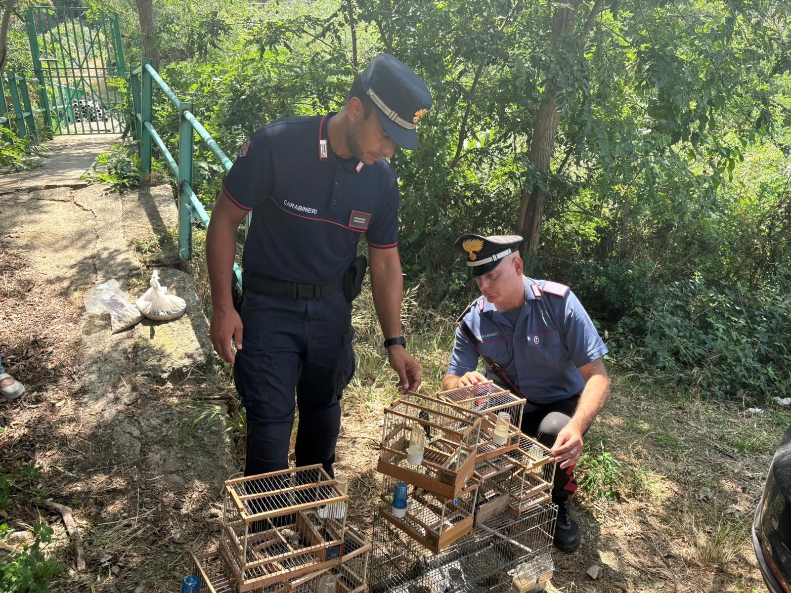 Teneva 16 cardellini in gabbia, denunciato un uomo a Villa San Giovanni