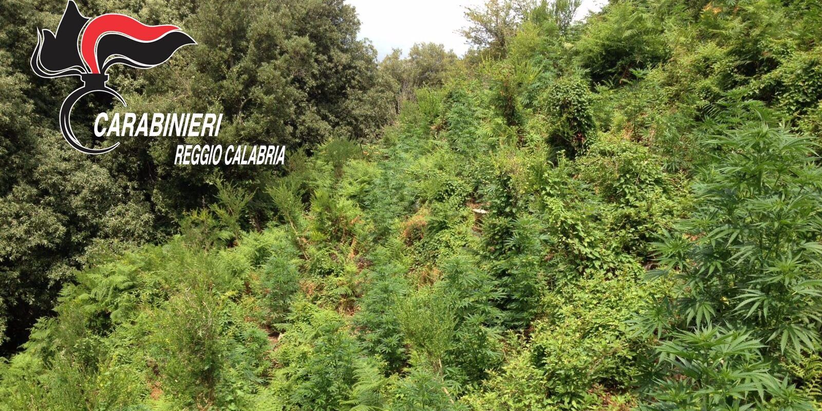 San Ferdinando, scoperte 900 piante di marijuana nascoste nei rovi