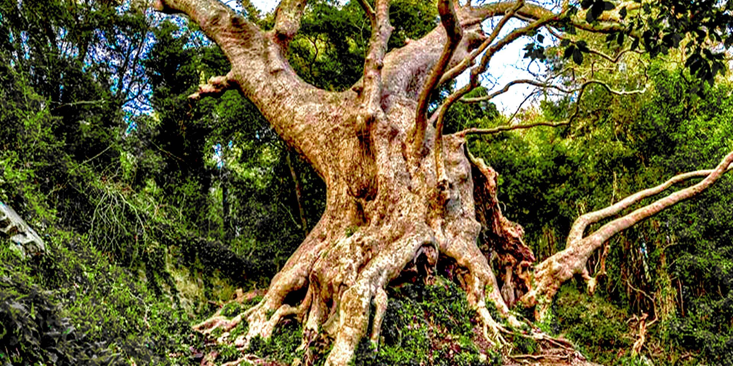 Il Platano di Curinga secondo all’European Tree of The Year, De Caprio: «Fieri del risultato»