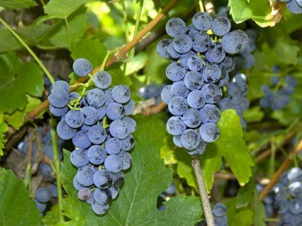 MAFIA DELLA FRUTTA | Crotone, colpito il "clan dell'uva"