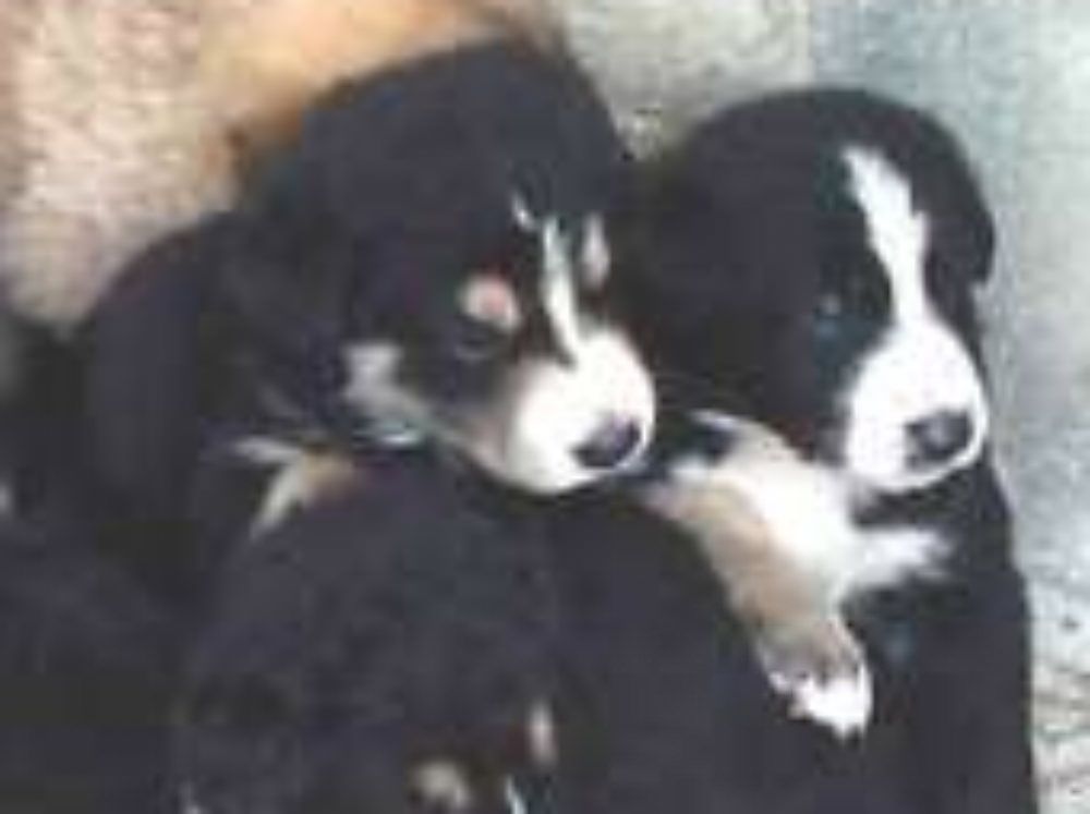 Cucciolata nel cassonetto