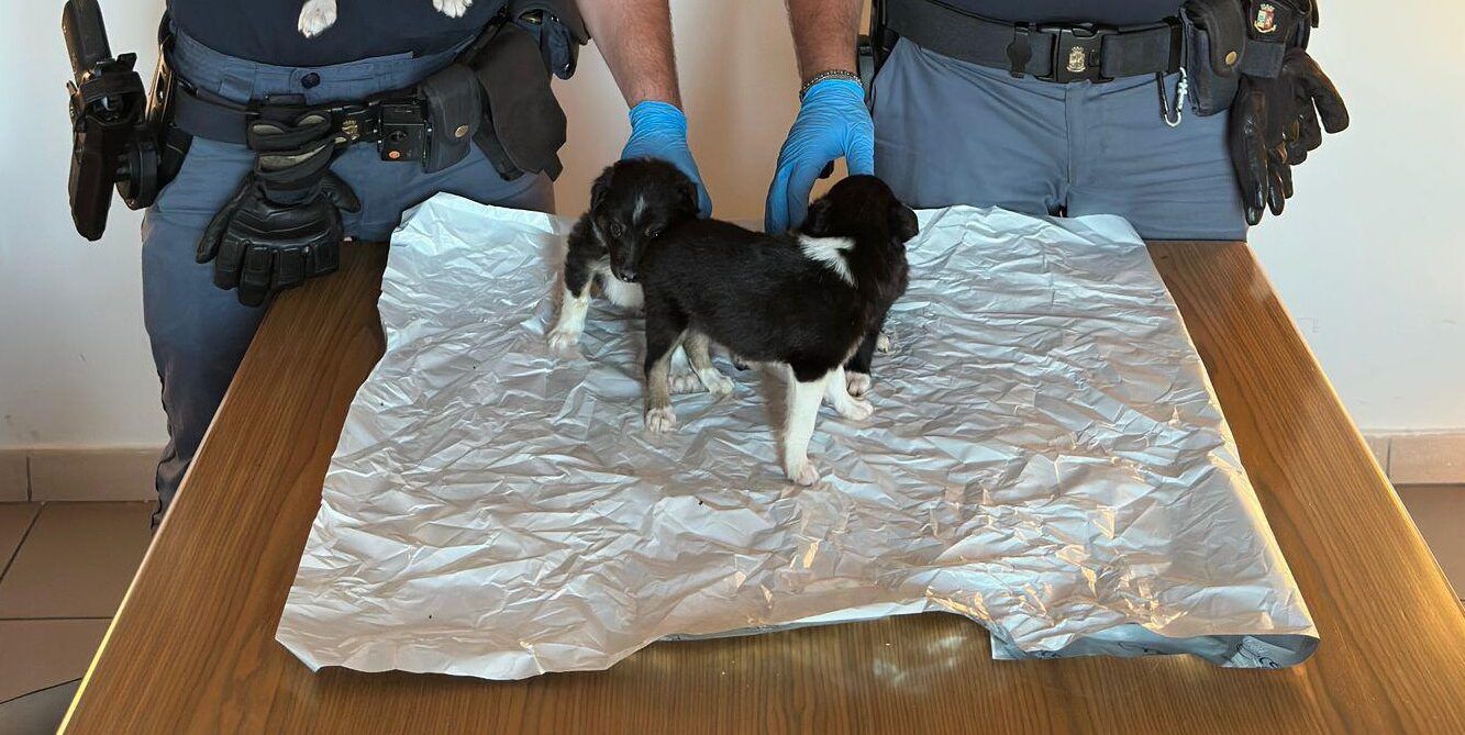 Traffico illecito di animali, denunciate due persone nel Reggino