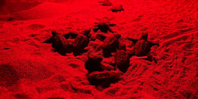 Caretta Caretta, l’Area Marina protetta di Capo Rizzuto sempre luogo di nidificazione