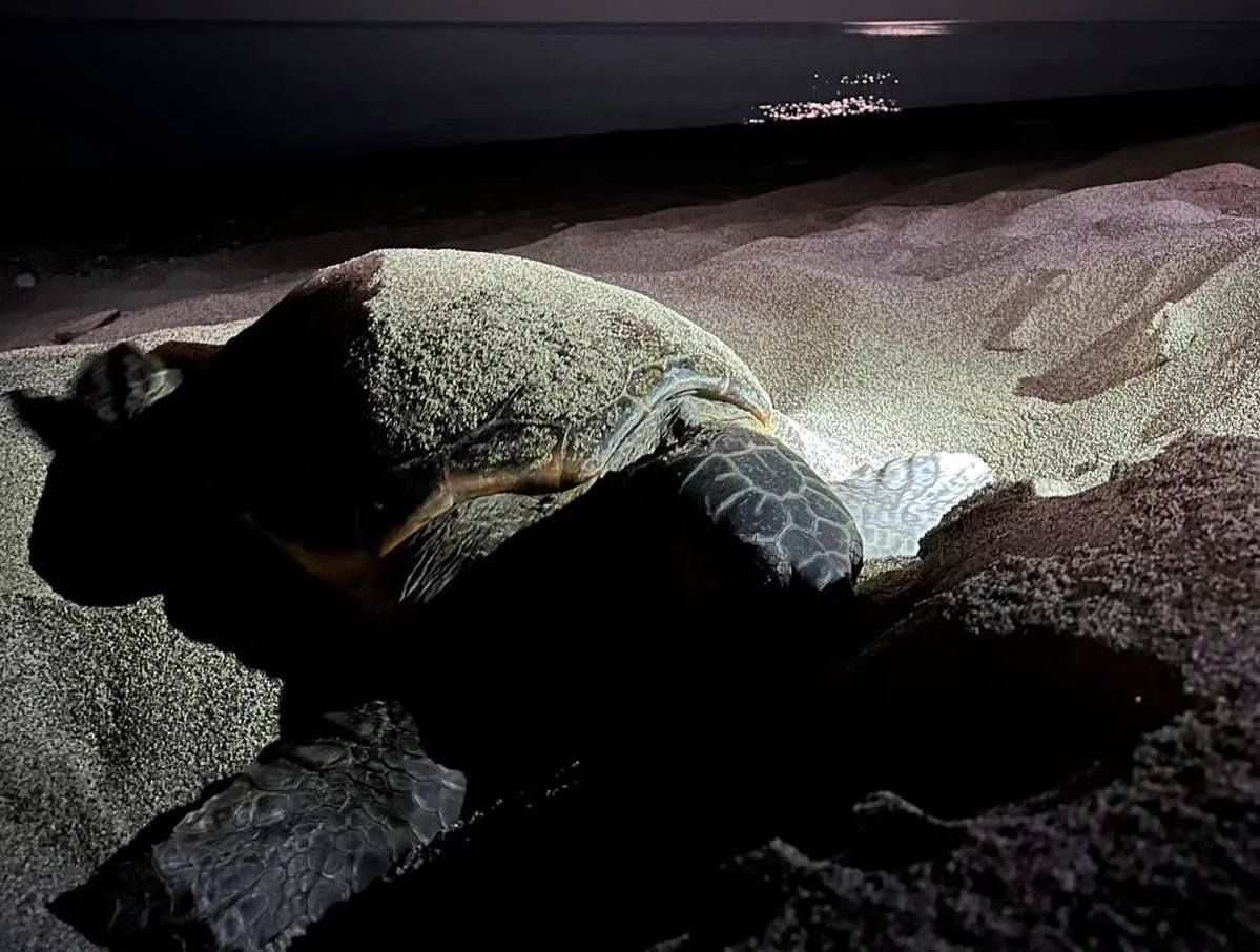 La denuncia del Wwf: «Abbiamo subito il furto di un nido di Caretta caretta a Stilo»