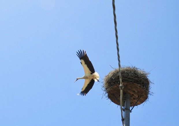 Conclusa in Calabria l’attività di inanellamento sui pulcini di cicogna bianca
