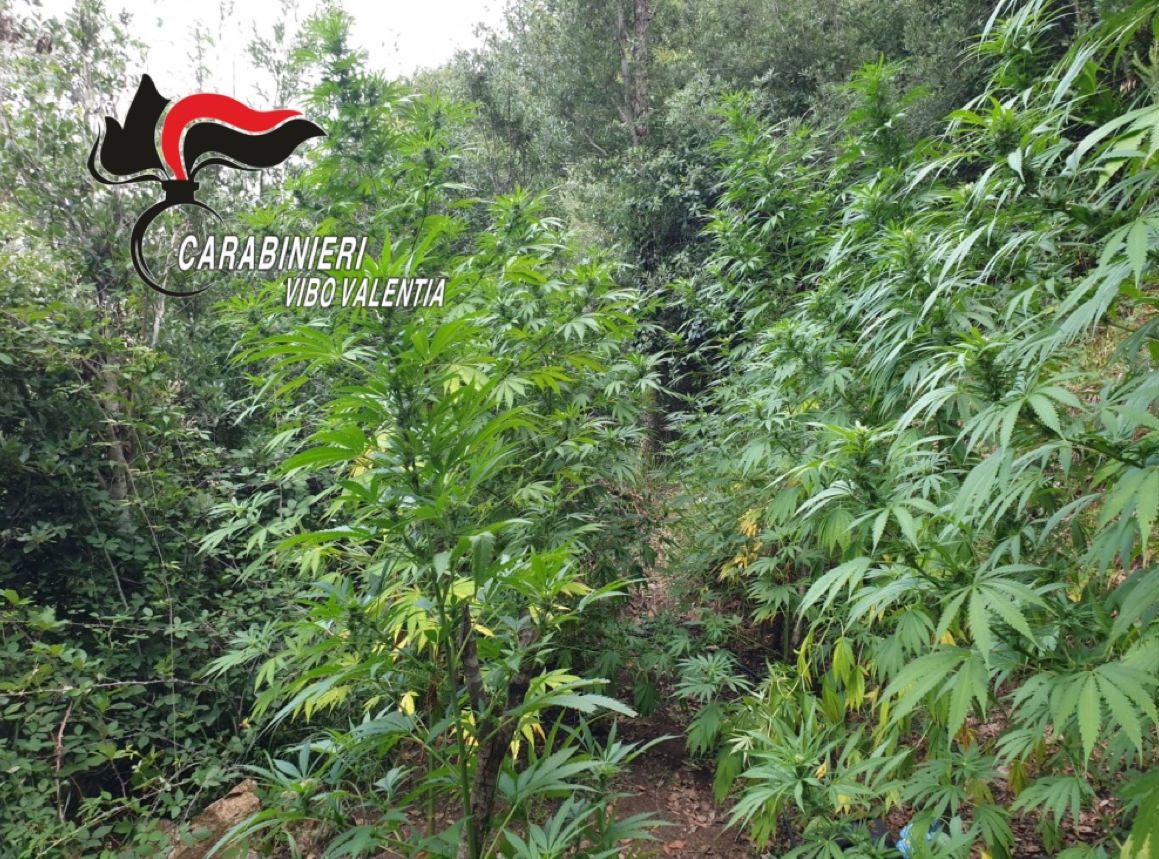 Operazione antidroga nel Vibonese, scoperte 7 piantagioni per 2,8 milioni